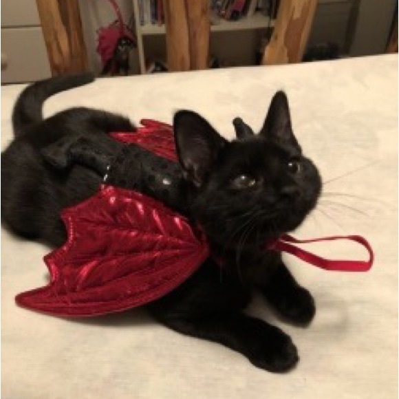 Meet your Posher, Sam 🔮 - Picture 1 of 4